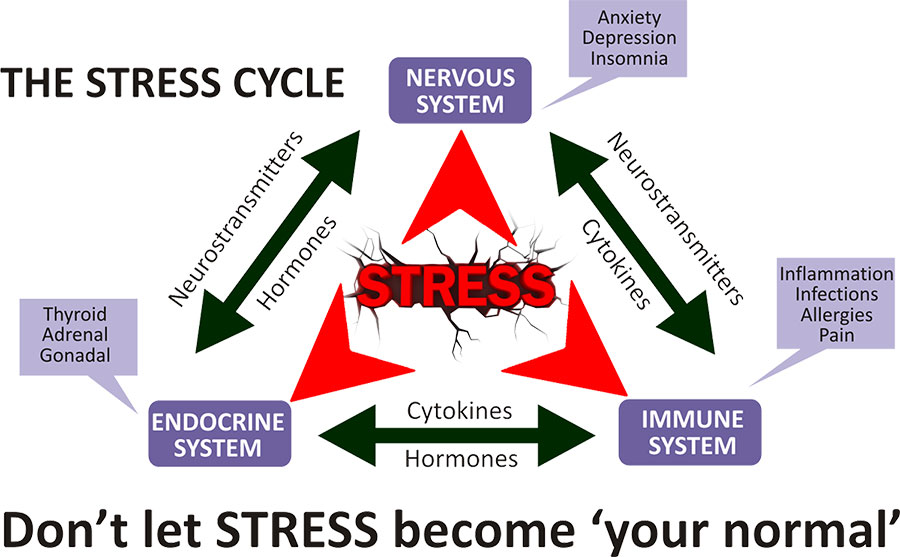 Stress Cycle